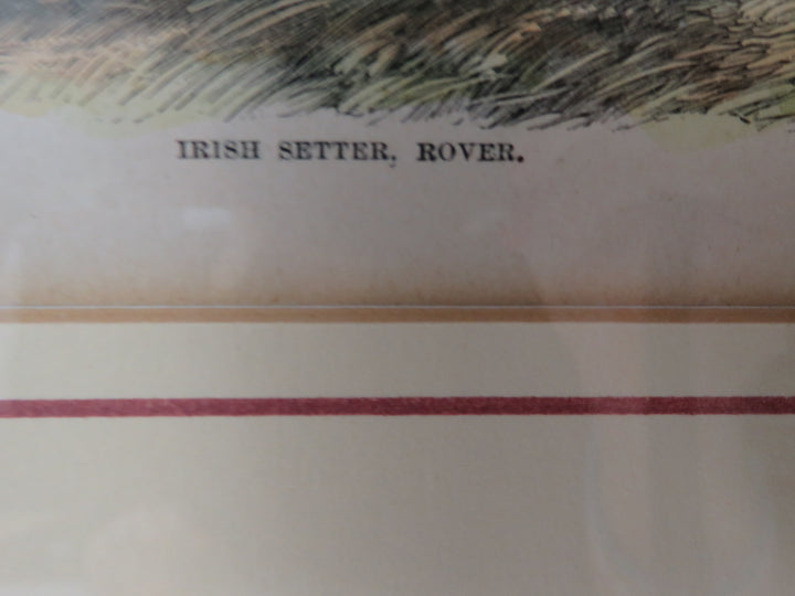 Irish Setter Rover Antique Print