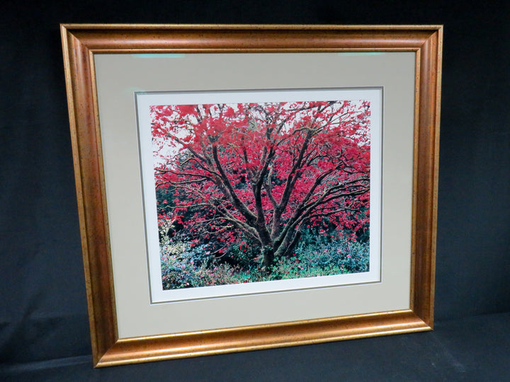Flowering Tree Photograph