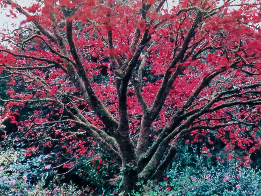 Flowering Tree Photograph