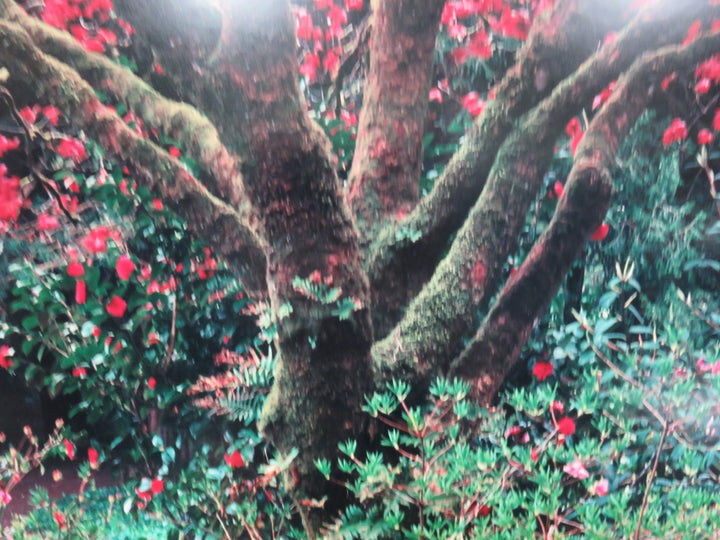 Flowering Tree Photograph