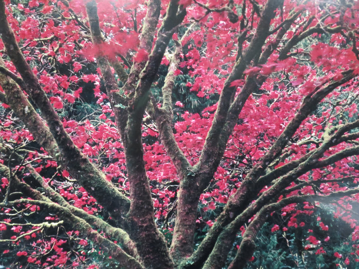 Flowering Tree Photograph