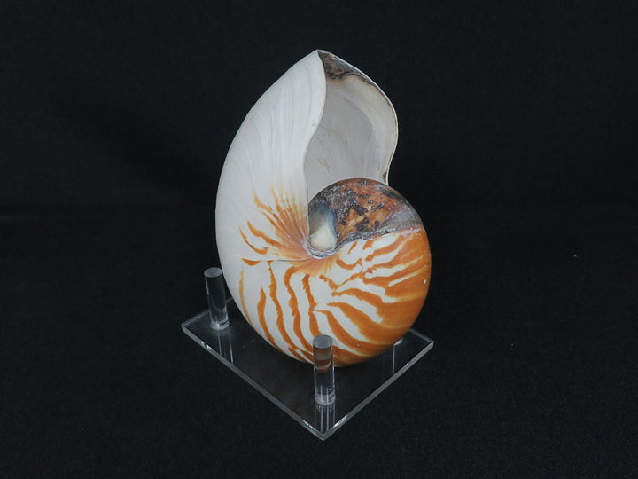 Nautilus Shell