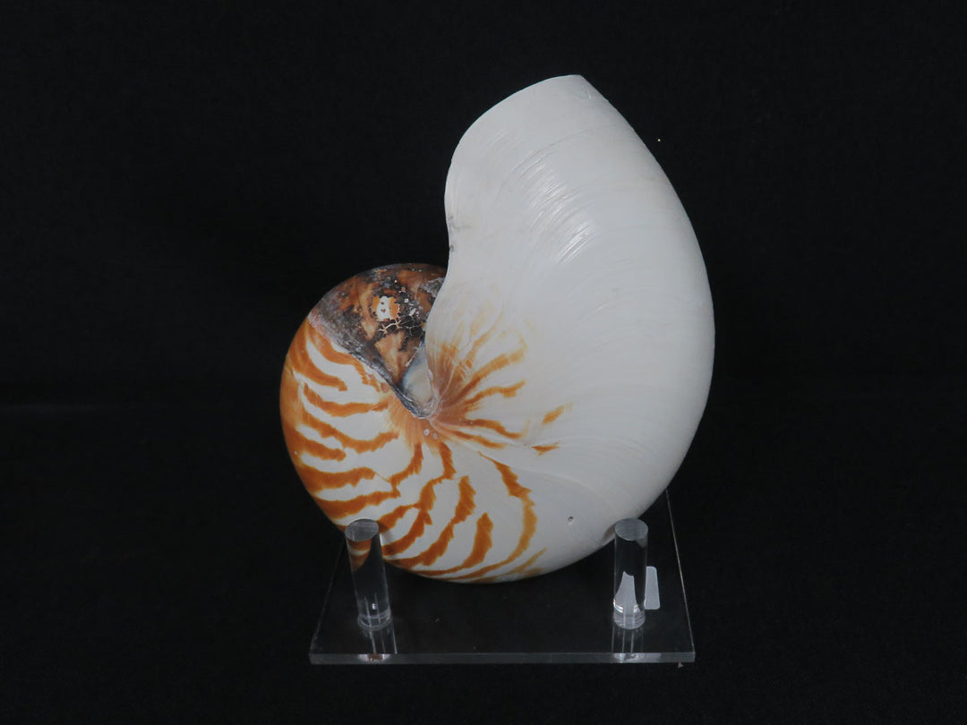 Nautilus Shell