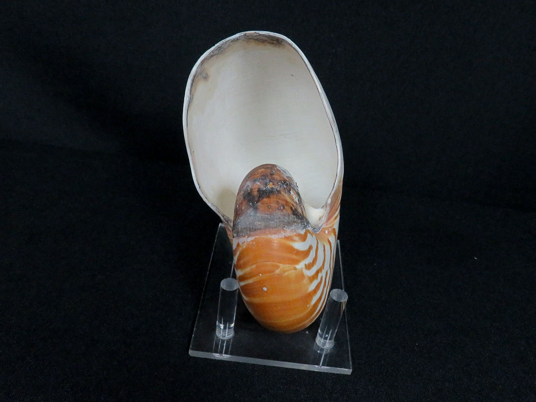 Nautilus Shell