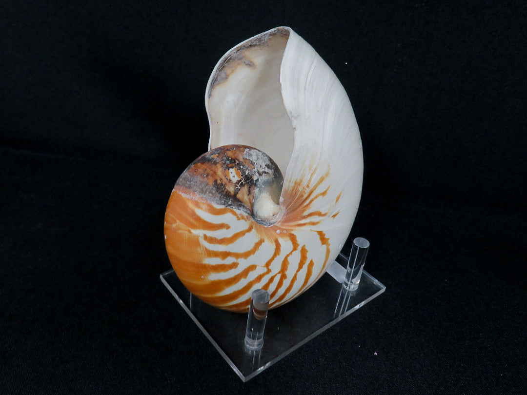 Nautilus Shell