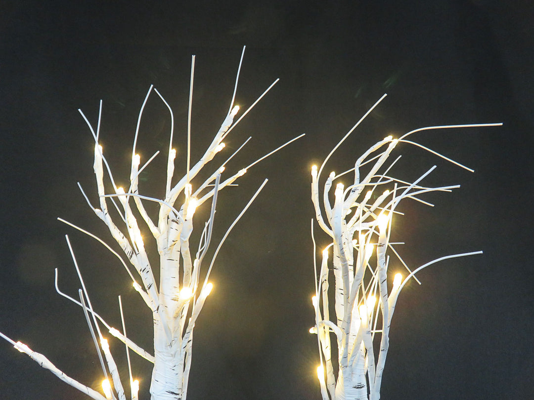 Illuminated Birch Trees