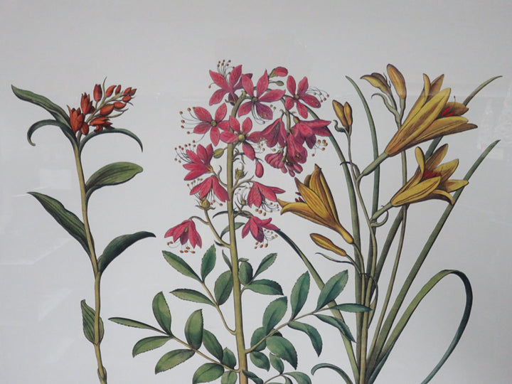 Floral Botanical Print