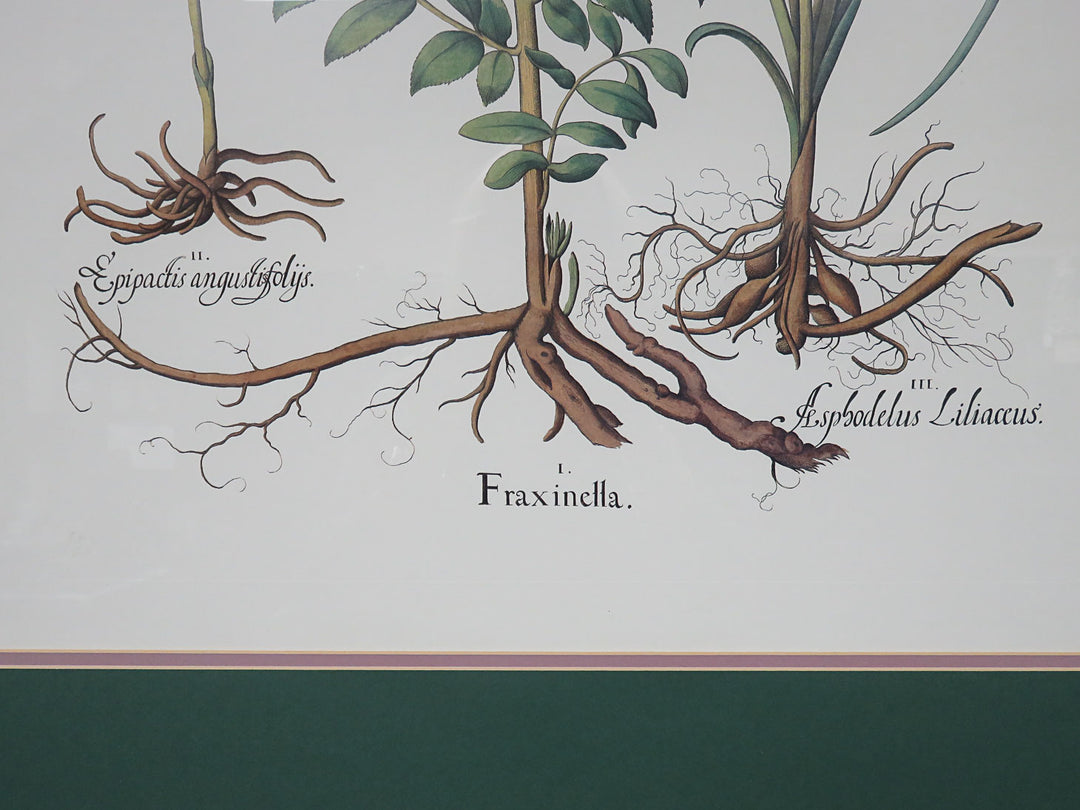 Floral Botanical Print