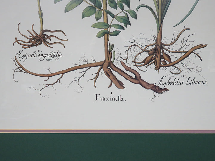 Floral Botanical Print