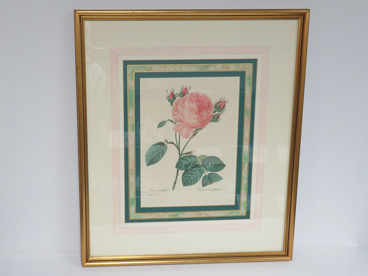 Redoute Botanical Print