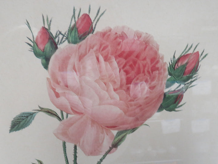 Redoute Botanical Print