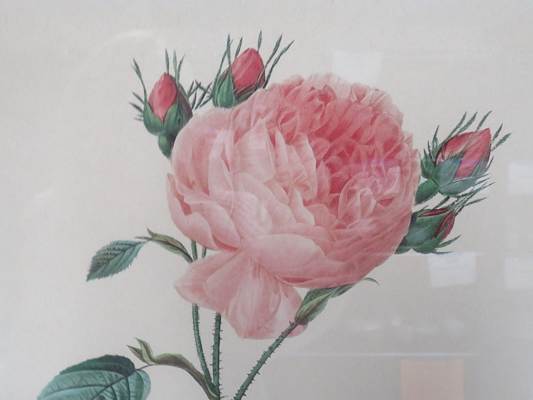 Redoute Botanical Print
