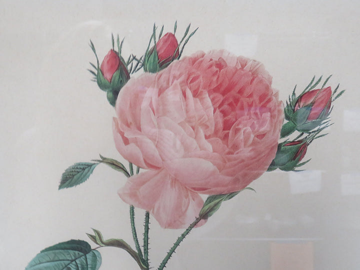 Redoute Botanical Print