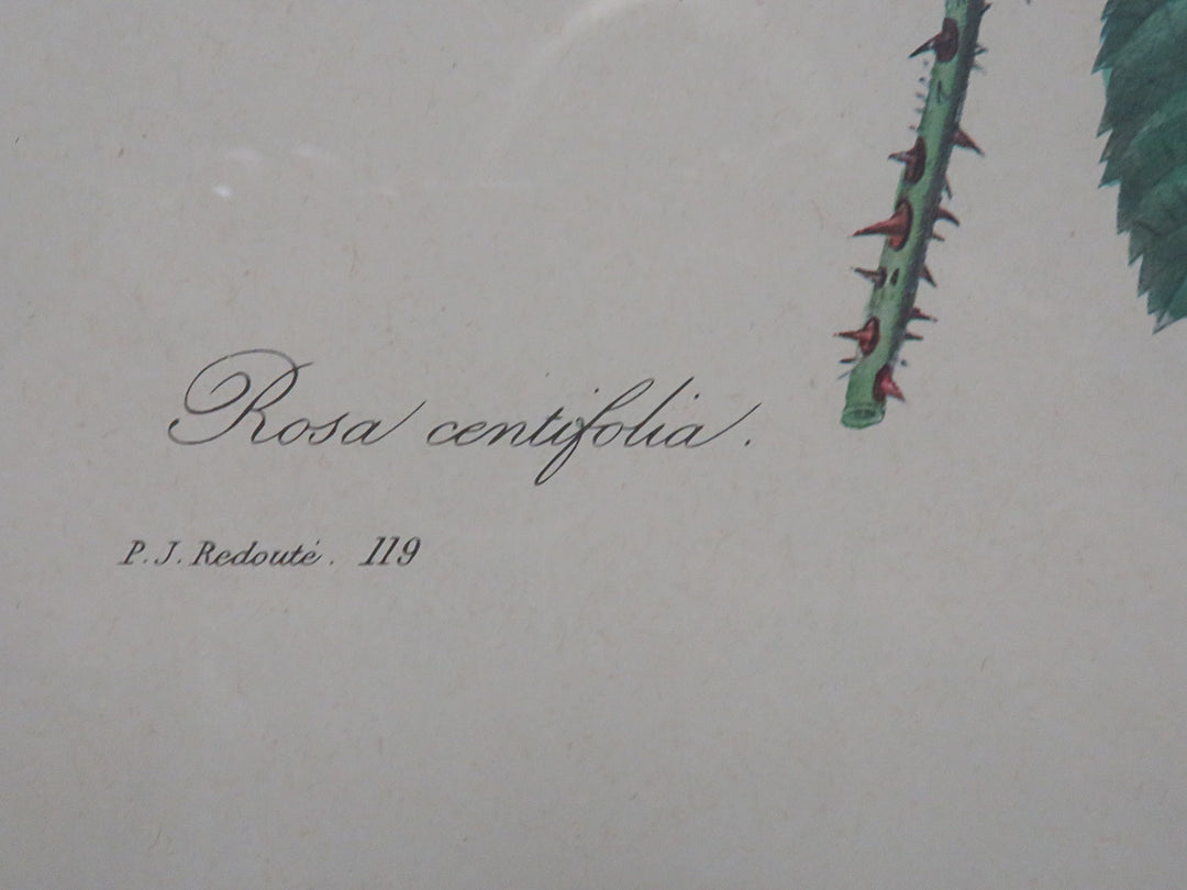 Redoute Botanical Print