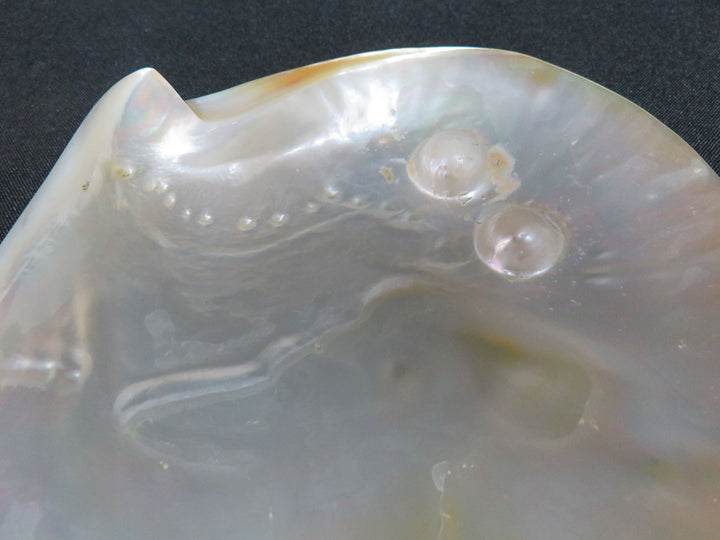 Shell Trinket Dish