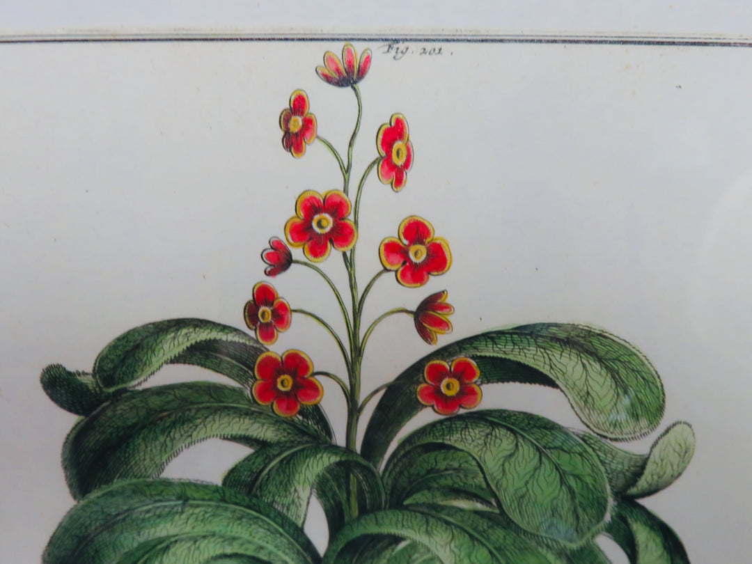 Garden Rhubarb Trowbridge Gallery Print