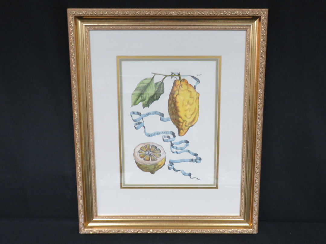 Botanical Engraving