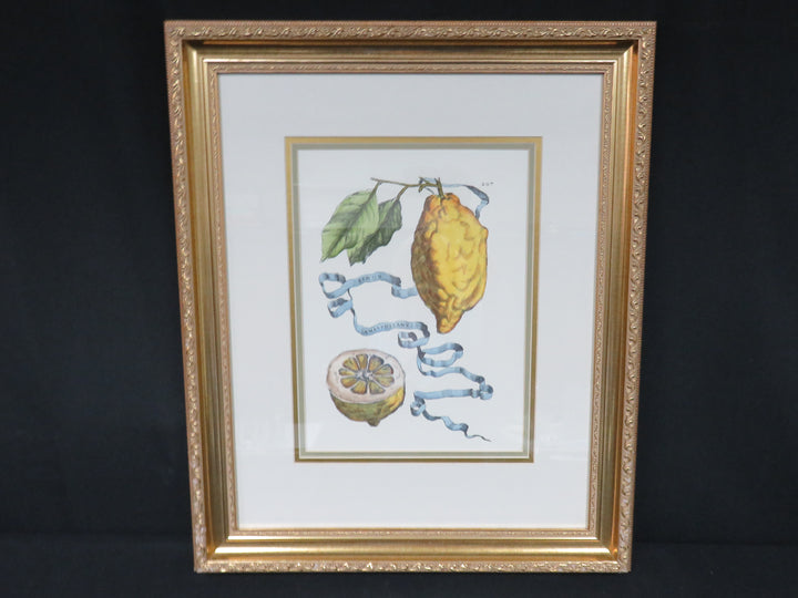 Botanical Engraving