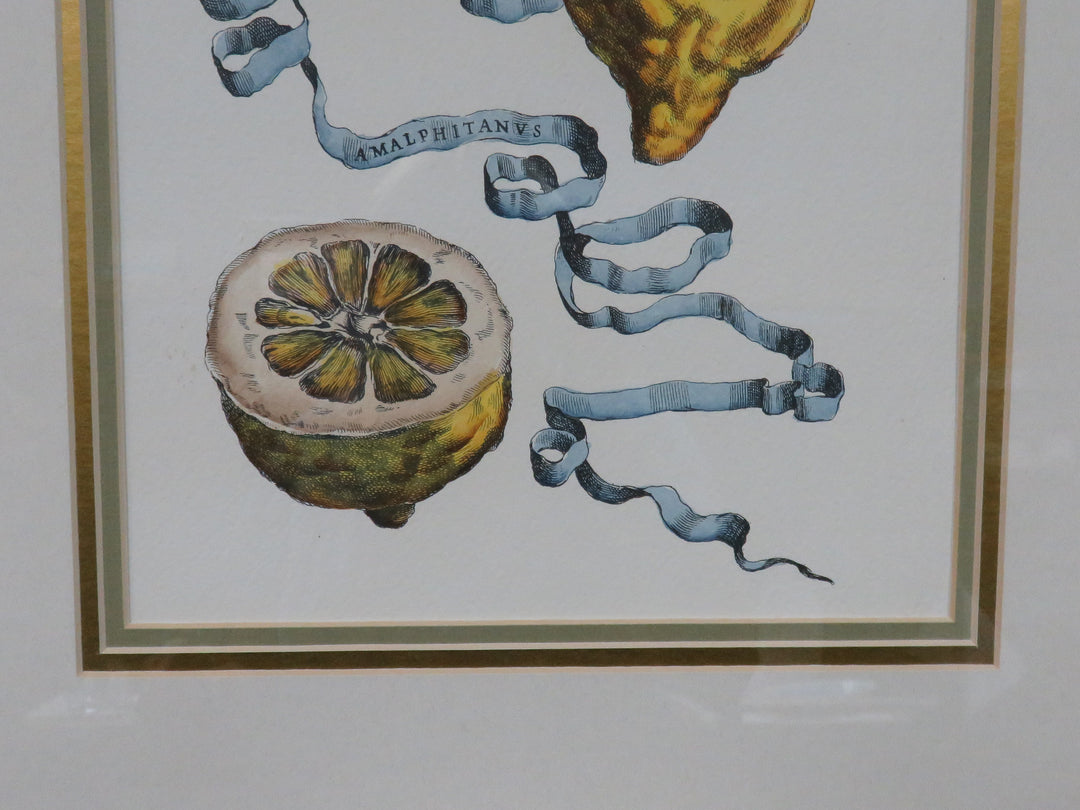 Botanical Engraving