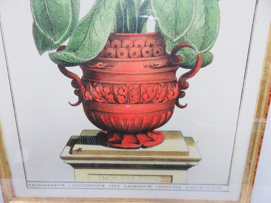 Garden Rhubarb Trowbridge Gallery Print