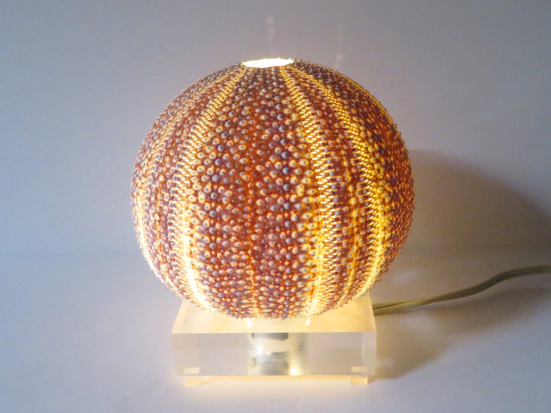 Shell Accent Lamp