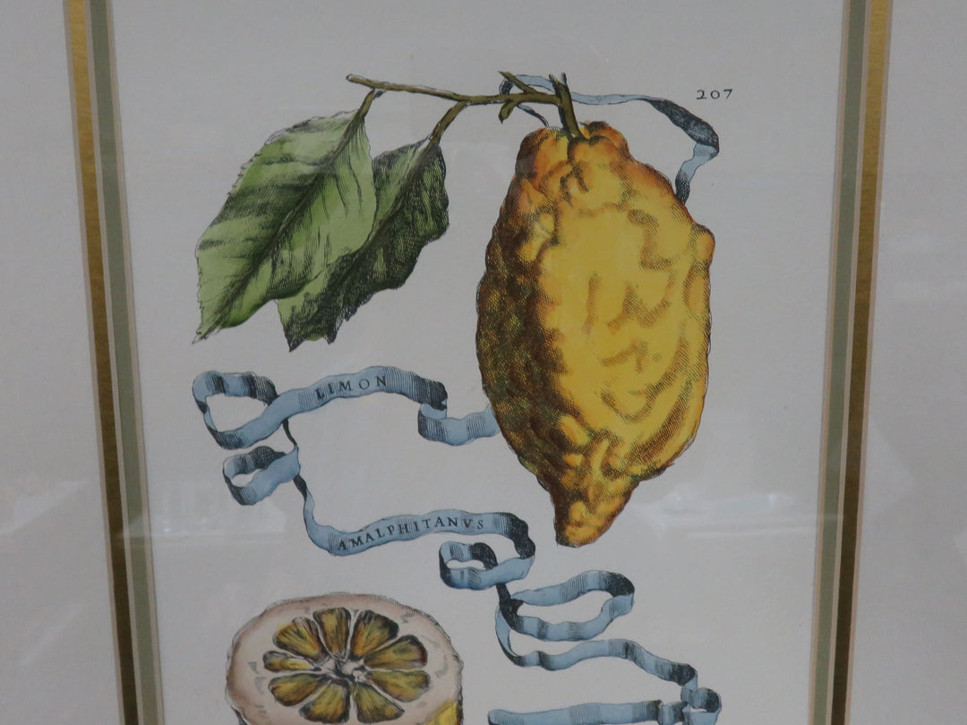Botanical Engraving