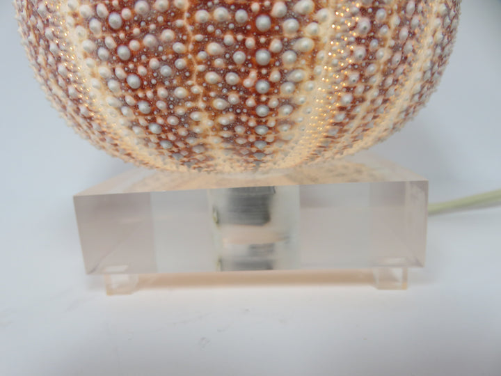 Shell Accent Lamp