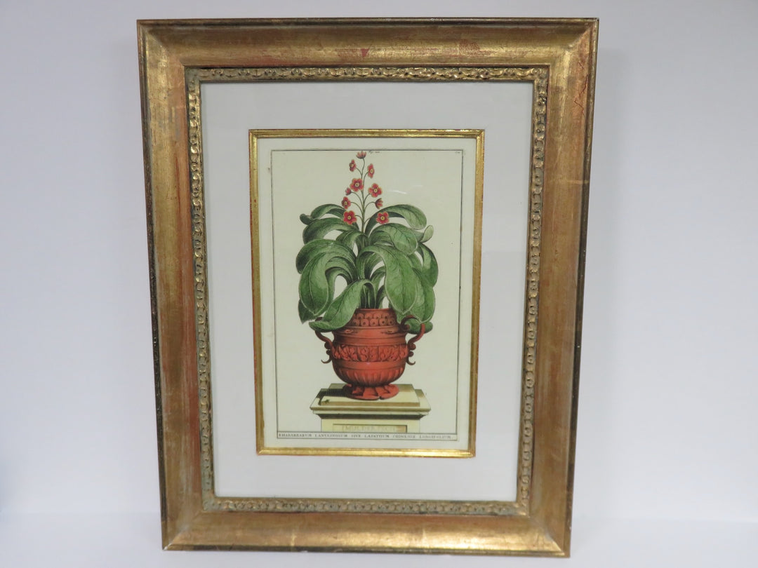 Garden Rhubarb Trowbridge Gallery Print