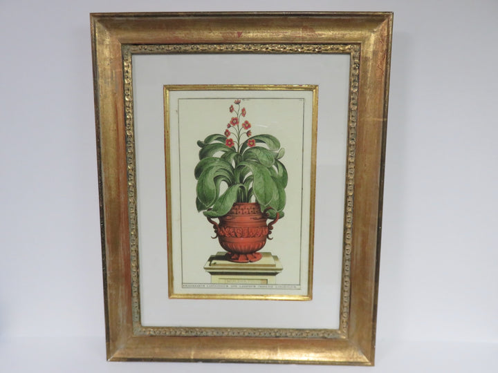 Garden Rhubarb Trowbridge Gallery Print