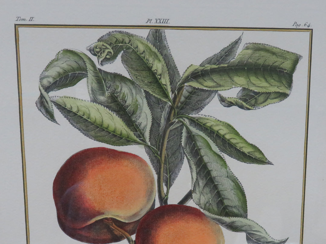 Botanical Engraving