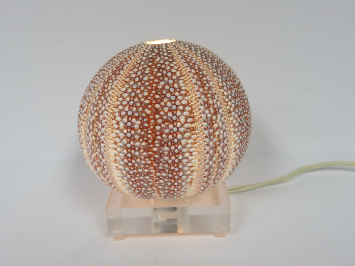 Shell Accent Lamp