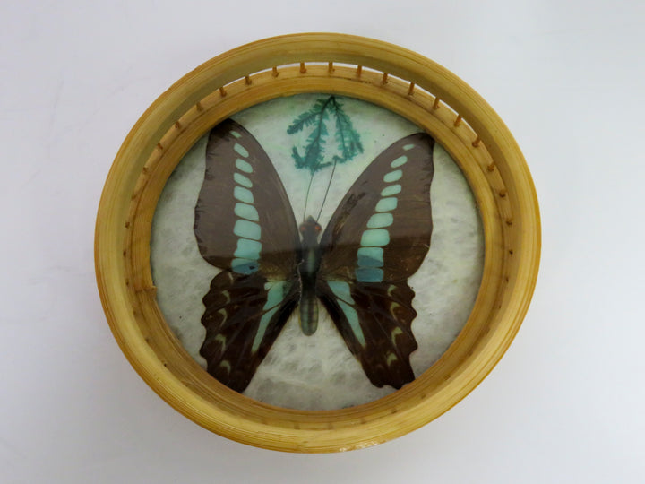 MCM Butterfly Coasters