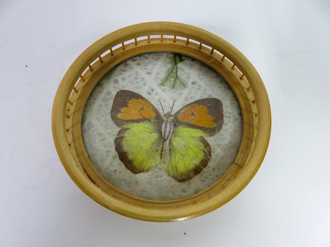 MCM Butterfly Coasters